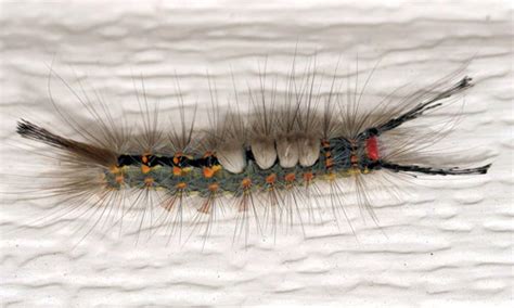 Experts say these caterpillars found in Florida have venomous hairs